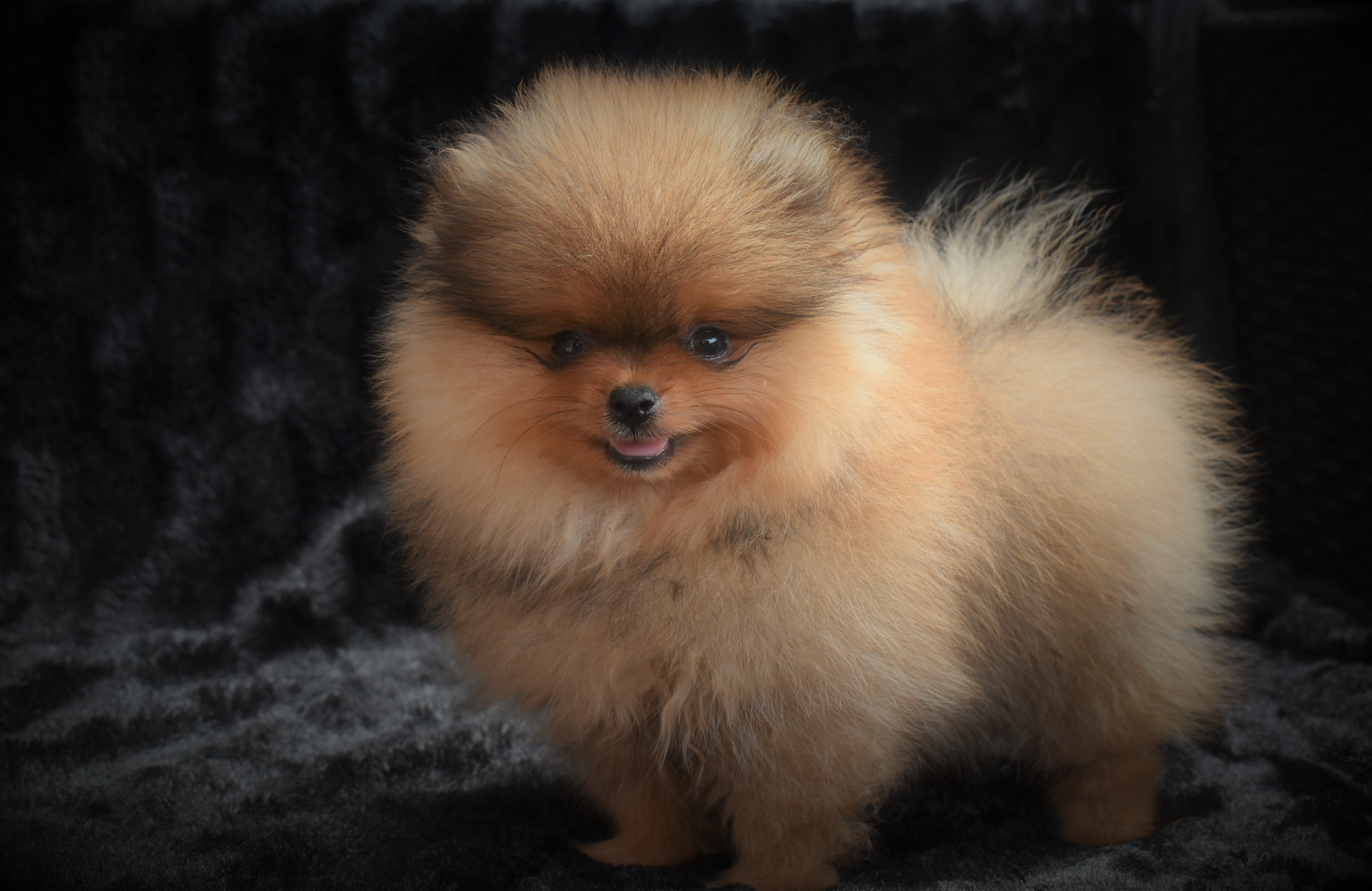 Pomeranian Residence Elite Pomeranian Breeder Elite Pomeranian